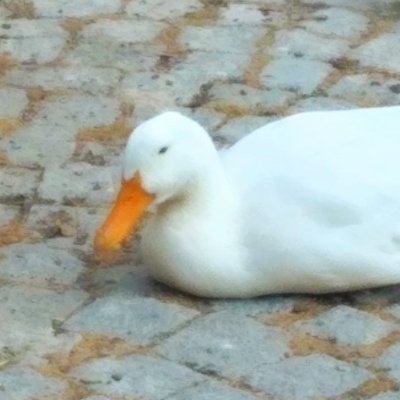 @OzThePigon