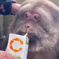BilboBaggensCheq (@baggenscheq) 's Twitter Profile Photo BilboBaggensCheq (@baggenscheq) 's Twitter Profile Photo