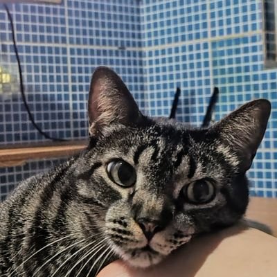 darthweyda's profile picture. 