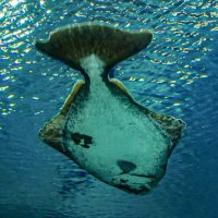 Happy Halibut (@happyhalibut88) 's Twitter Profile