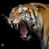 TIGER MAN (@val21723gregory) 's Twitter Profile