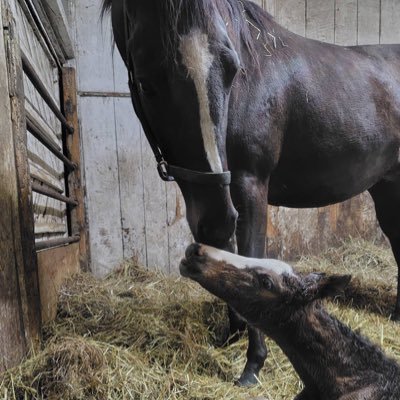 岩手→青森 競馬から馬の魅力を知り、今は牧場で厩務員やらせていただいてます🙇♀️ 🐕🐈⬛🐈⬛🏇🎮🍺