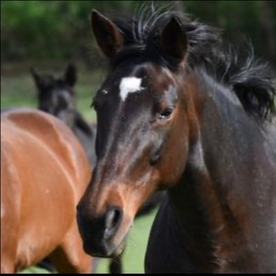 A leader in Thoroughbred wellness and aftercare. 501(c)3 charity organization.