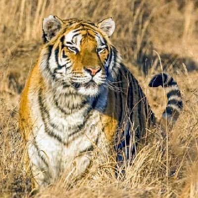 se_re15930's profile picture. I’m a 67 years old gal who still feels 30-something, unless I try to run! 😉 I’m also a very lucky mom and grandma that loves to laugh, read, bake,