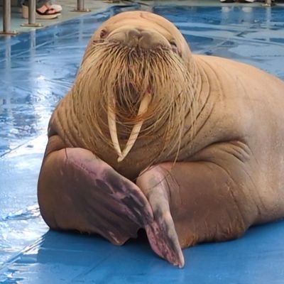 ますさんのプロフィール画像