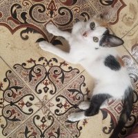 Karamba Jaiteh (@karamba_ja94471) 's Twitter Profile