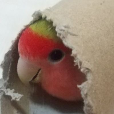 たぼさんのプロフィール画像