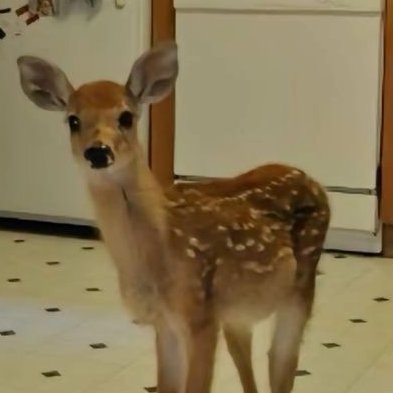 ༉‧₊˚. 𝐁𝐀𝐒𝐈𝐂 𝐈𝐍𝐅𝐎 . . .
┊ ┊ ┊ ┊ ˚✩ ⋆。˚ ✩
┊ ┊ ┊☆・name :: elise, lavender, deer
┊☾ pronouns :: they/she
┊ִ ࣪𖤐 sexuality :: lesbian, aroace spec, agender