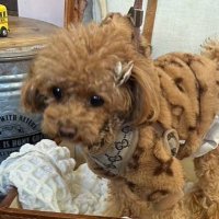 【スカウト】ワンちゃん (@wanwan121855) Twitter profile photo