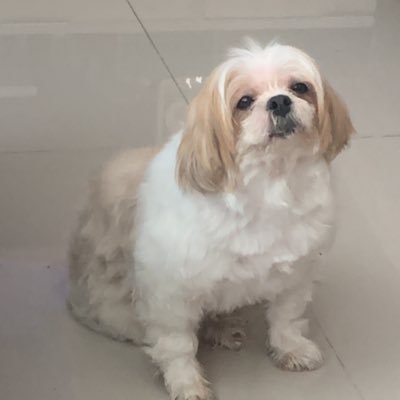t_i_e_m_ii's profile picture. living (slow)