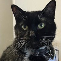 Batman the BTC Kat (@btcbatkat) 's Twitter Profile