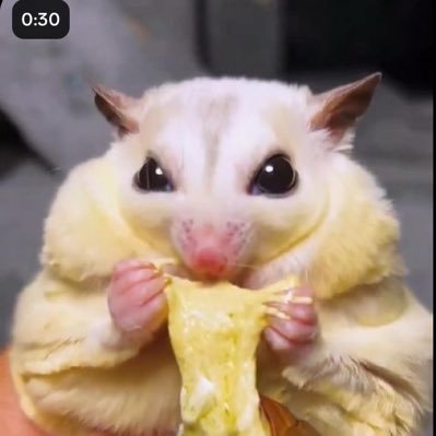 🇨🇻/🇸🇳/🇺🇸 ✧˖°.femme⋆. 𐙚 ̊ cheese bug pilled₊˚⊹⋆ SadPop truther ₊˚⊹♡ DNI: cishet men, Minors, AI users