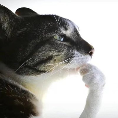 Roblox:Lolcats_Wan
I do alot of dilly-dally and shenanigans
I dont usually post much but feel free to follow
furry btw lol
i follow back (ask first)