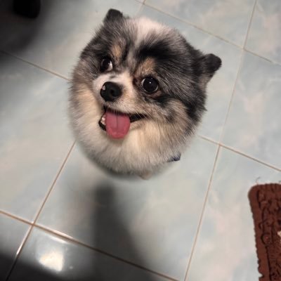 dutci789's profile picture. 