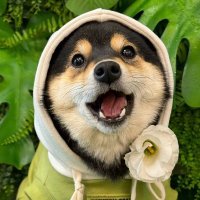 MANYU MEME (@manyu_dog) 's Twitter Profile Photo MANYU MEME (@manyu_dog) 's Twitter Profile Photo