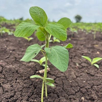 _Pradumn_Adhao_'s profile picture. 