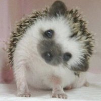 🦔 (@_sha520) 's Twitter Profile Photo 🦔 (@_sha520) 's Twitter Profile Photo