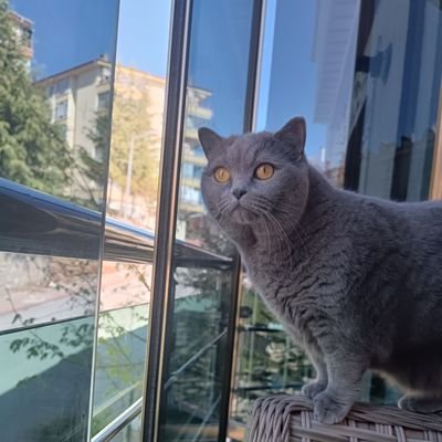 Yasemin48723129's profile picture. Okul öncesi öğretmeni