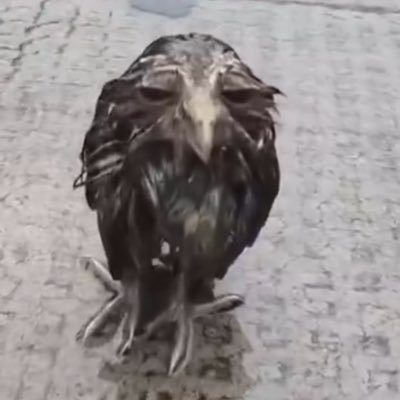 barelyr3al's profile picture. 1312 #darkestgrimoire