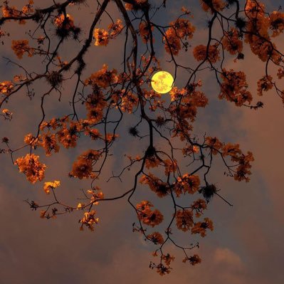 Z3100854099651's profile picture. 