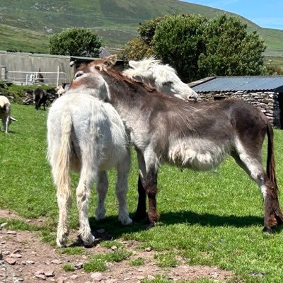 pooppplepie's profile picture. 