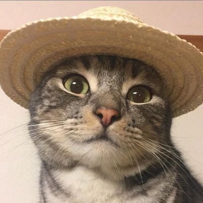 A veces peleó en la azotea y a veces aquí en Twitter, tengo de esclavo a un animal bípedo llamado humano.