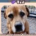 DoRightByDogs (@dorightbydogs) Twitter profile photo DoRightByDogs (@dorightbydogs) Twitter profile photo