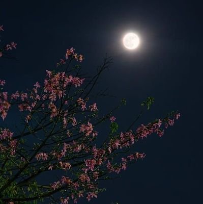 bubblegloss_'s profile picture. like the Sun in Winters ~