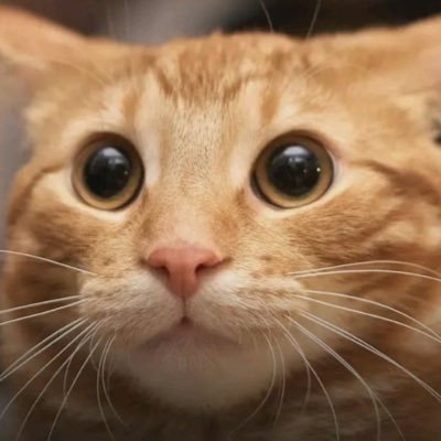 extremesexhaver's profile picture. 