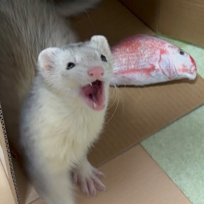 1才♂マーシャルフェレット通称銀ちゃんのママ(31)です。猫と20年一緒でしたが初めてのフェレットとの生活です✨ 旦那と初心者奮闘中🔰色々教えて下さい。 #フェレット