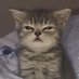 Yado Profile picture