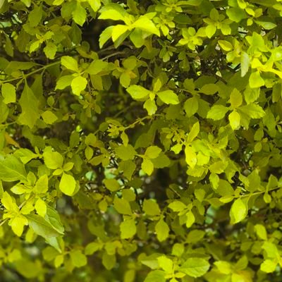 RutagumbaM's profile picture. MMed-Ped