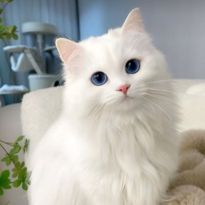 6th year medical student مهتم بالتدريب وتنظيم الدورات المعتمدة للمارسين الصحيين (First aid-bls-Acls-phlebotomy and more ) &cat lover