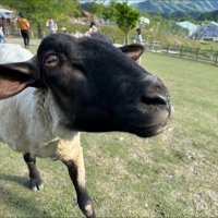 🐏ひつじ🐑@産業保健師🔰 (@nandeyanentoha) 's Twitter Profile