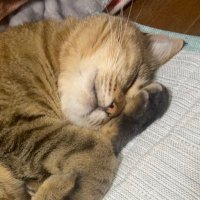 いまり (@iiiimar_desu) 's Twitter Profile