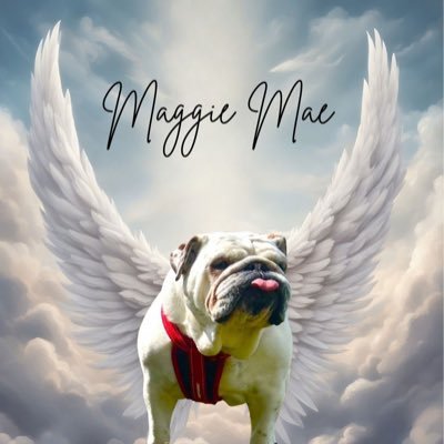 I’m Guido I love balloons football and a cuppa tea! DOB 17/08/14. My little sister Maggie Moo Boo ❤️is at the 🌈 07/25 Forever loved Forever missed 💔😢