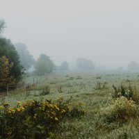 Fog (@fogfollowsrain) 's Twitter Profile