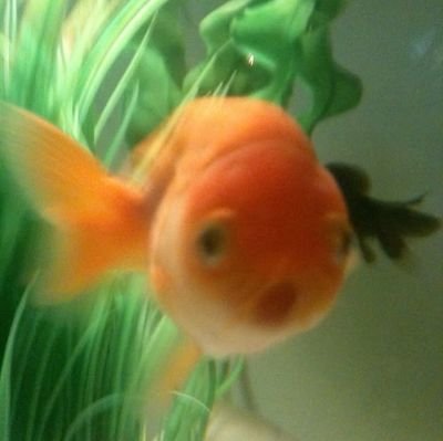 @_Fish_TM