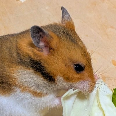 ととまりすさんのプロフィール画像