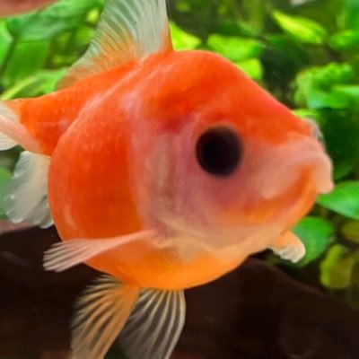 Pinponparl78051's profile picture. 