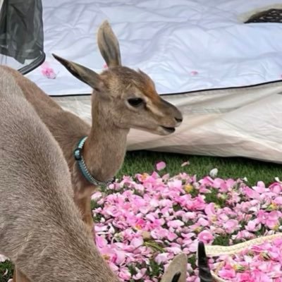 m_alzughaibi6's profile picture. 