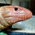 ダイスケ 生き物アカ (@diesuke38427) Twitter profile photo ダイスケ 生き物アカ (@diesuke38427) Twitter profile photo
