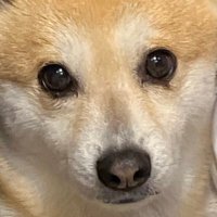よしだ (@2b__yoshida__) 's Twitter Profile Photo よしだ (@2b__yoshida__) 's Twitter Profile Photo