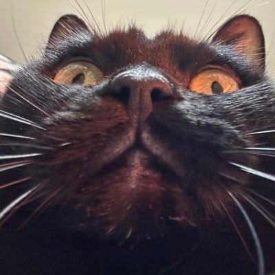 猫とシャッフルダンスとダンスラと猫とドライブとクラブ遊びと猫とウイスキーと猫とガンランスと猫が好きな馬の骨。Bass Captives Japan ブログ https://t.co/xERAKpNpBk