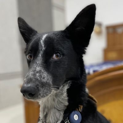 aryashantnu's profile picture. media artist | ai video production | creative director
working with @upsurgelabs @bhindiai