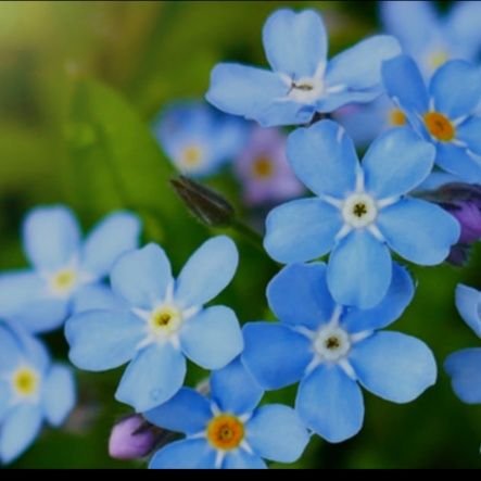 Hazuki20250705's profile picture. 美しい自然が大好き🌍️