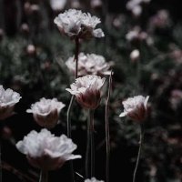 مسلم (@tevhidehll) 's Twitter Profile