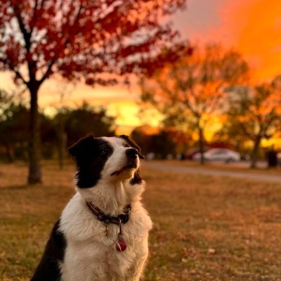bwzhang_usc's profile picture. 
