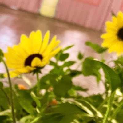 DEUS_ACCELERE's profile picture. 観劇🔰飯田達郎さんのカジモドに脳を焼かれっぱなし🔔