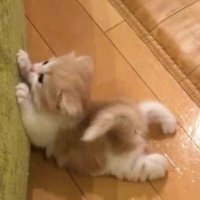 mluffybear 🐾 (@mluffybear) 's Twitter Profile